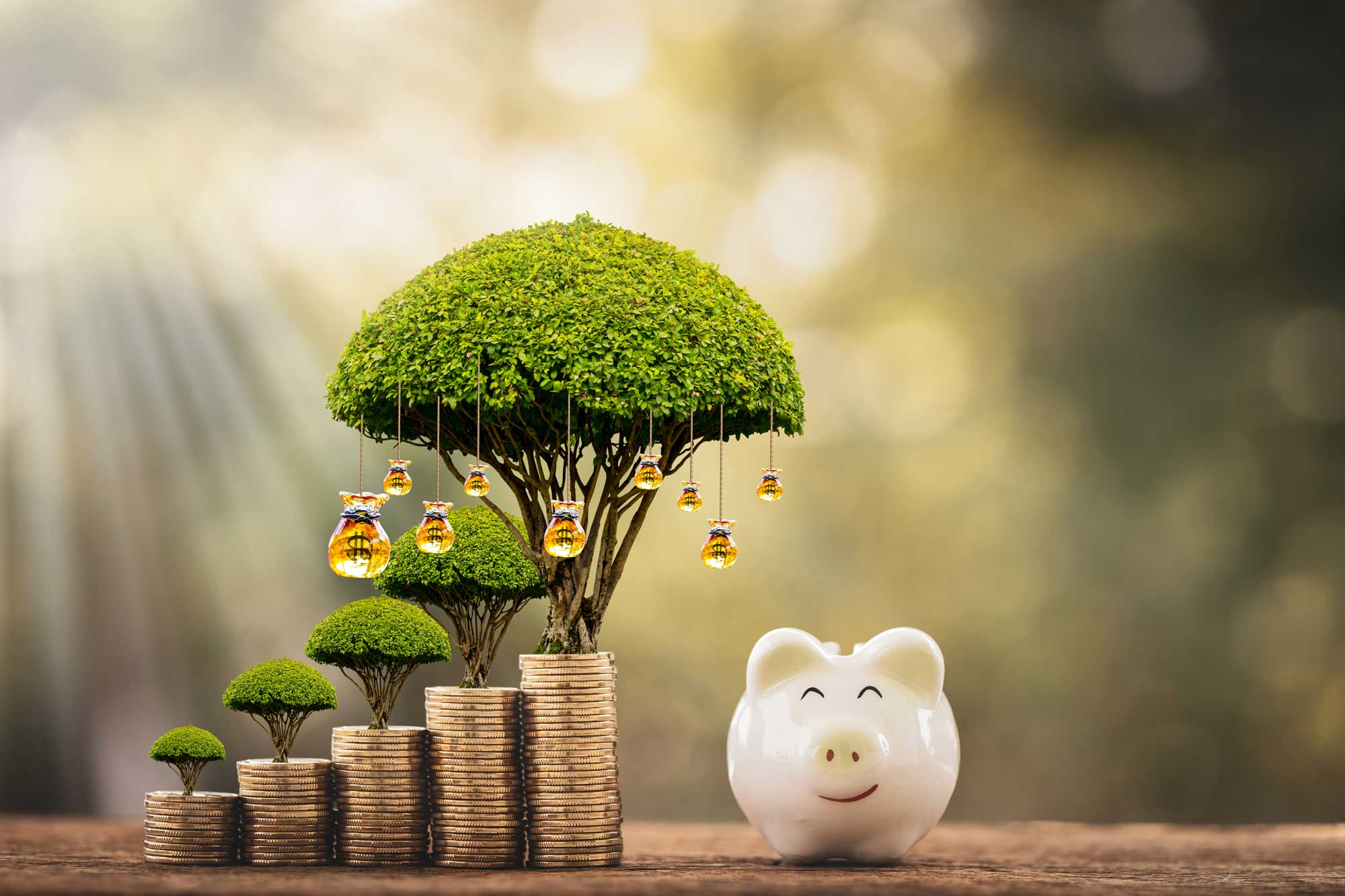 tree growing investment concept